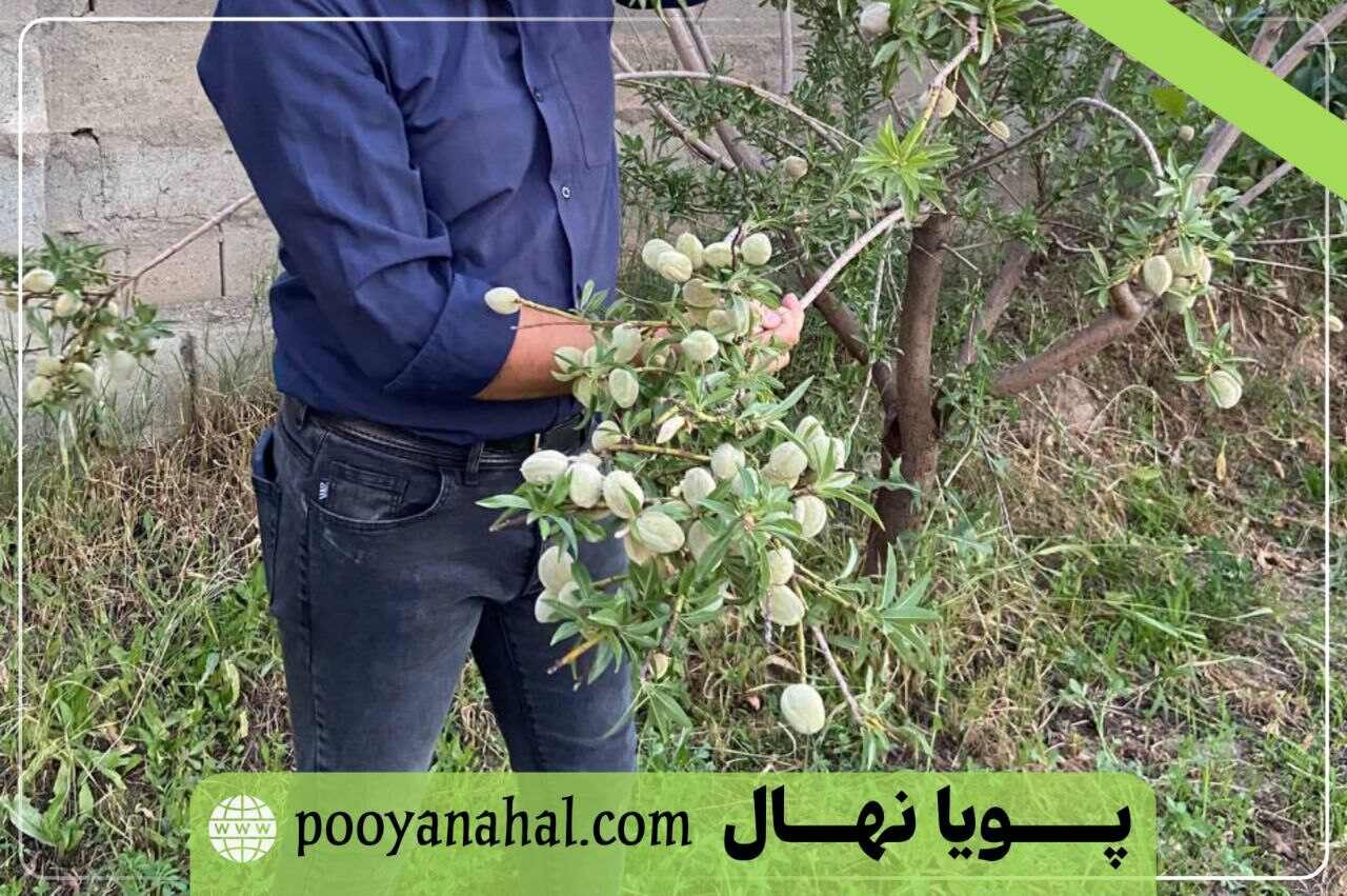 باردهی بادام پویا