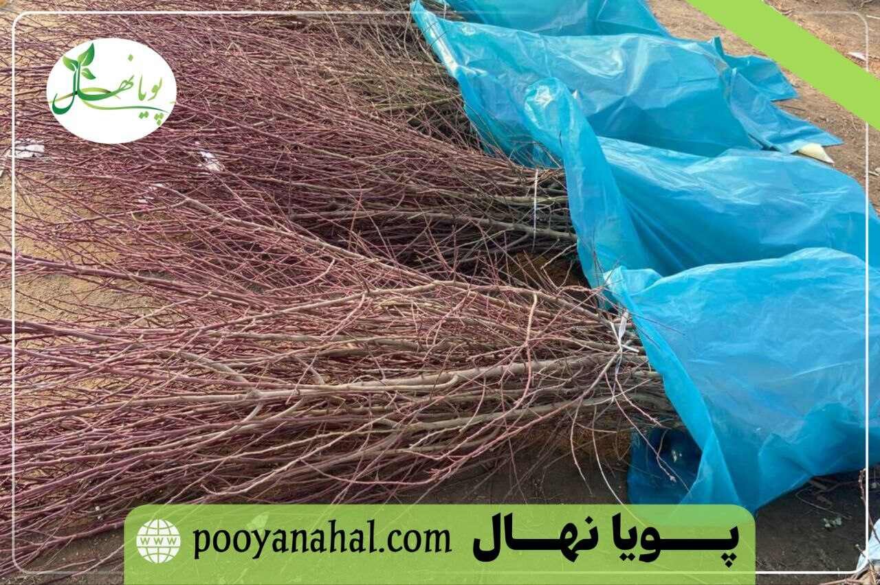 نهال بادام پویا