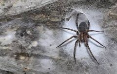 ویدیو| ۱۱۱هزار عنکبوت در این خانه زندگی می‌کنند