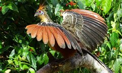 ویدیو| این پرنده فسیل زنده رودخانه آمازون لقب گرفت