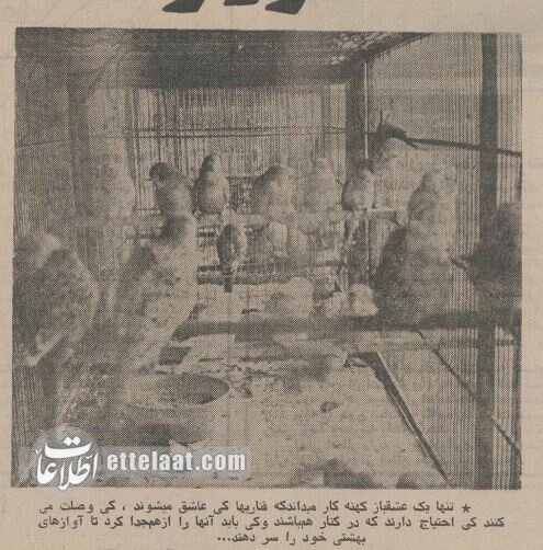 عکس‌ها و گزارش خواندنی از قناری‌بازان مشهور ایرانی در سال ۱۳۵۴