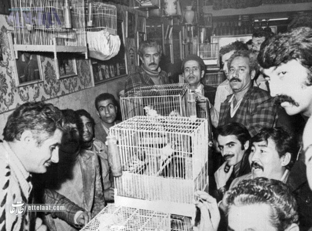 عکس‌ها و گزارش خواندنی از قناری‌بازان مشهور ایرانی در سال ۱۳۵۴