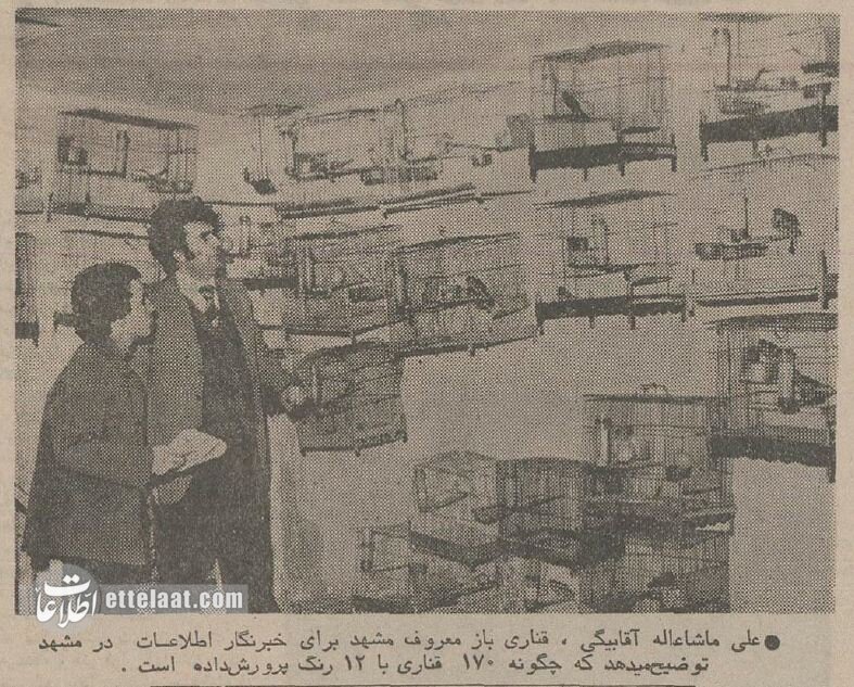 عکسها و گزارش خواندنی از قناریبازان مشهور ایرانی در سال ۱۳۵۴