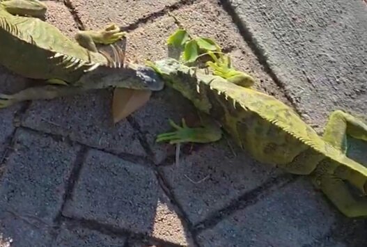 ویدیوی عجیب از خواب زمستانی هزار ایگوانا در آمریکا سوژه شد