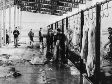 بوی تعفن کشتارگاه تهران مردم را عاصی کرد! +جزئیات