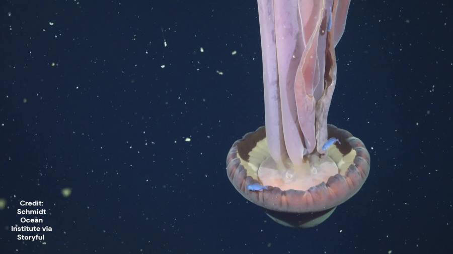 شکار اولین ویدیو از این موجود اسرارآمیز کف دریا