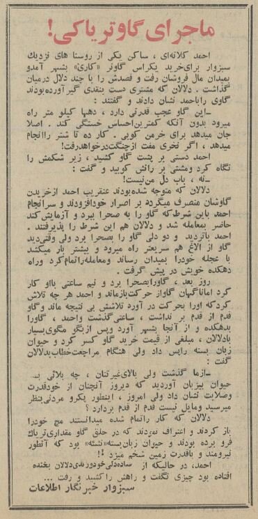 گاو تریاکی در سبزوار خبرساز شد! +جزئیات