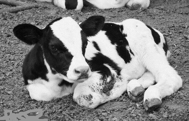 گاو تریاکی در سبزوار خبرساز شد! +جزئیات