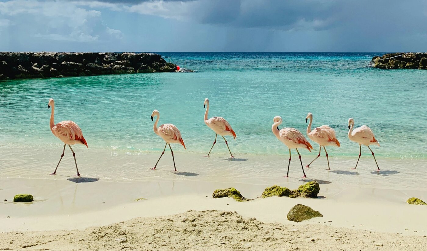 برای دیدن این ساحل صورتی بلیت بخرید +ویدیو