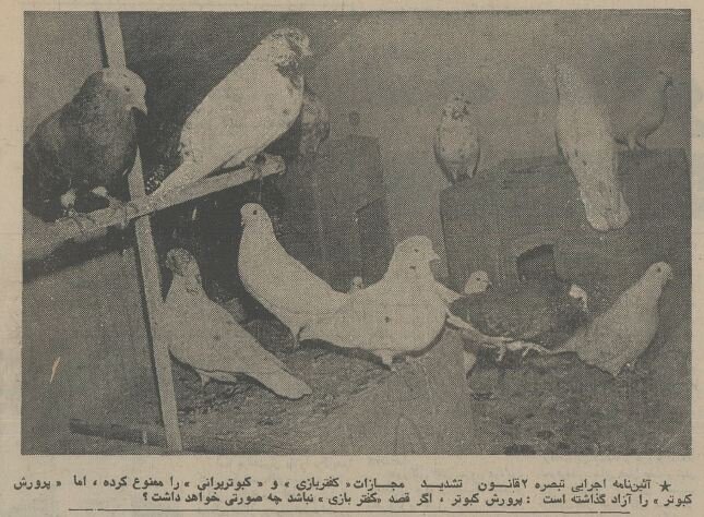 مصوبه کفتربازی در هیات دولت تصویب شد! +عکس