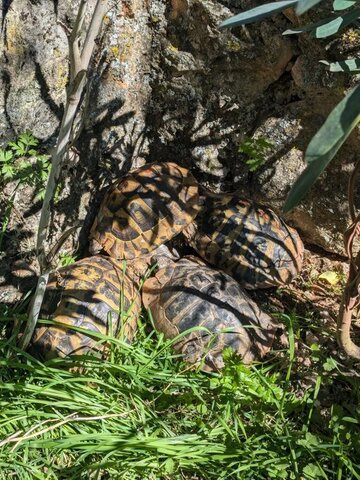 خودکشی دسته‌جمعی لاک‌پشت‌ها را در این ویدیو ببینید!