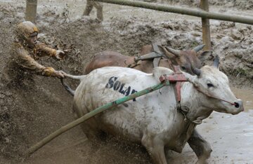 تصاویر| برگزاری یک مسابقه عجیب در مزارع برنج!