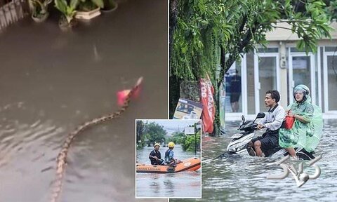 پیتون‌های غول پیکر به خیابان‌های سیل‌زده اندونزی آمدند +ویدیو