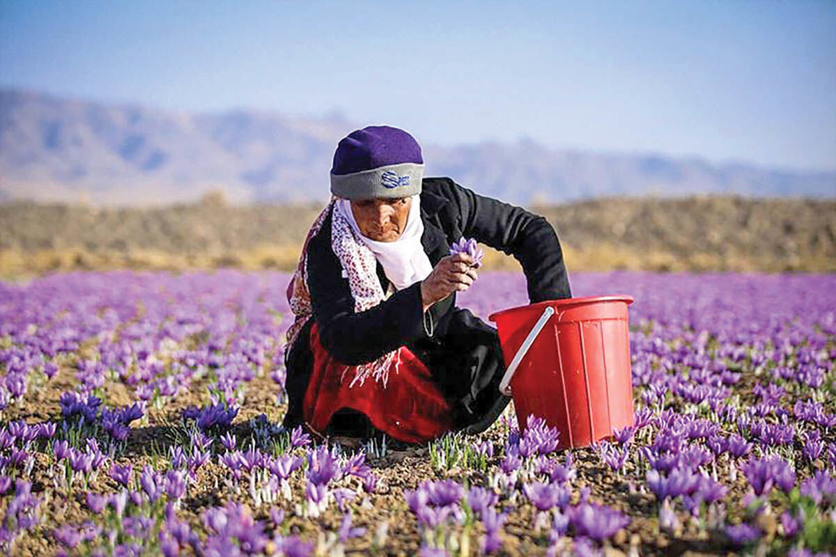 زعفران ایران در بازار افغانستان!