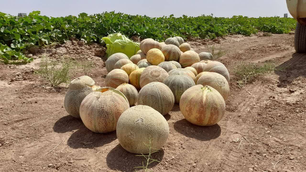 آغاز برداشت ۲۰ هزار تن طالبی در کاشمر