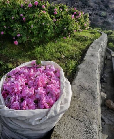 روز مزرعه گل محمدی در گرگان برگزار شد