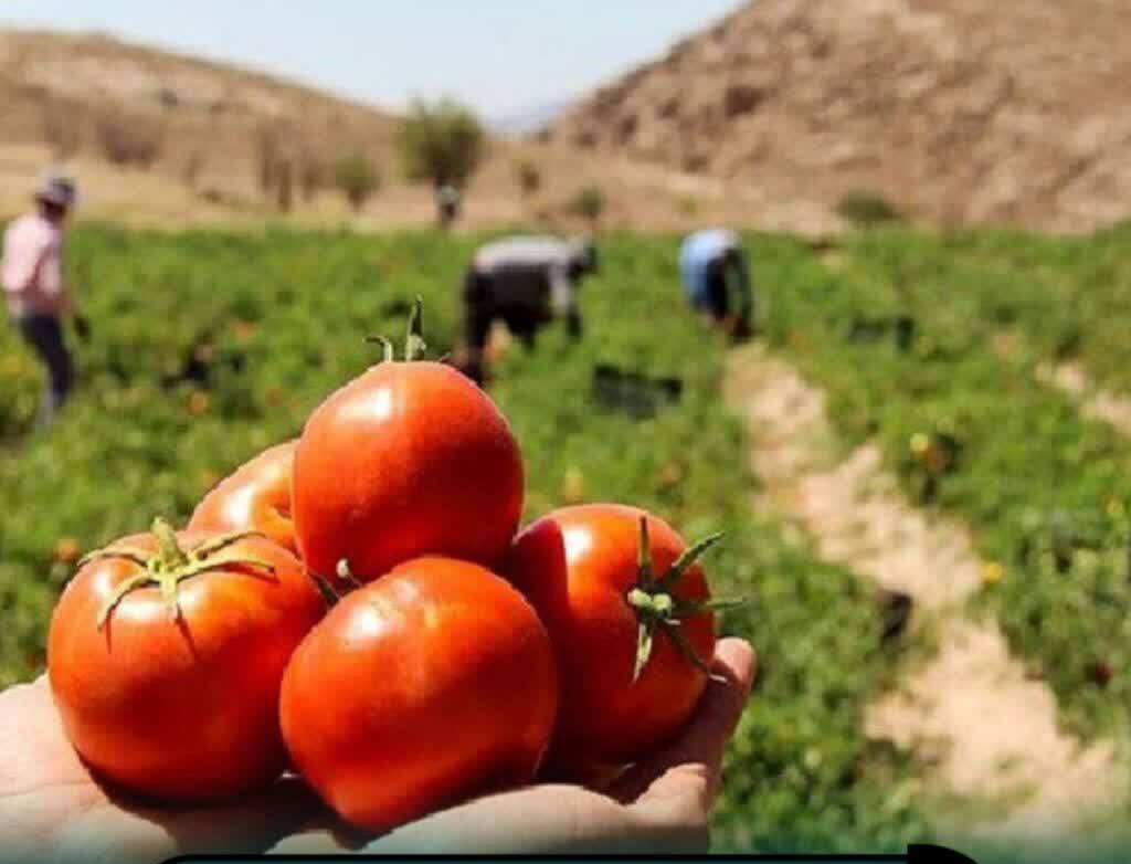 برداشت گوجه‌فرنگی از ۱۷۰۰ هکتار مزارع گلستان