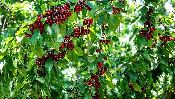 پیش‌بینی برداشت ۵۶۰۰ تن آلبالو از باغات ملایر