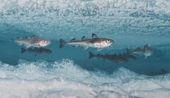 به این دلیل ماهیان قطبی در دمای زیر صفر درجه یخ نمی‌زنند!