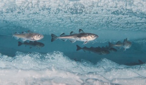 به این دلیل ماهیان قطبی در دمای زیر صفر درجه یخ نمی‌زنند!
