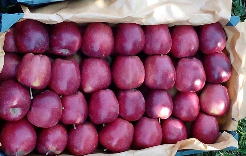 سیب آذربایجان غربی به ویتنام صادر می‌شود