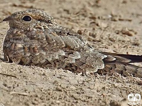 مشاهده پرنده نادر «شبگرد مصری» پس از ۶۰ سال غیبت در نهاوند