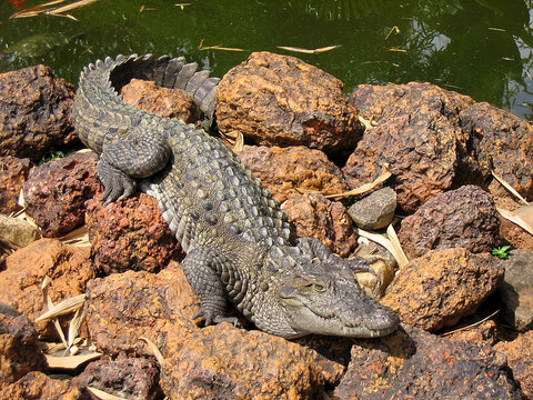 گاندو، شکارچی زیرک و چالاک برکه‌ها