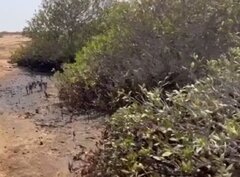 ببینید آلودگی نفتی چه بلایی سر سواحل قشم آورده