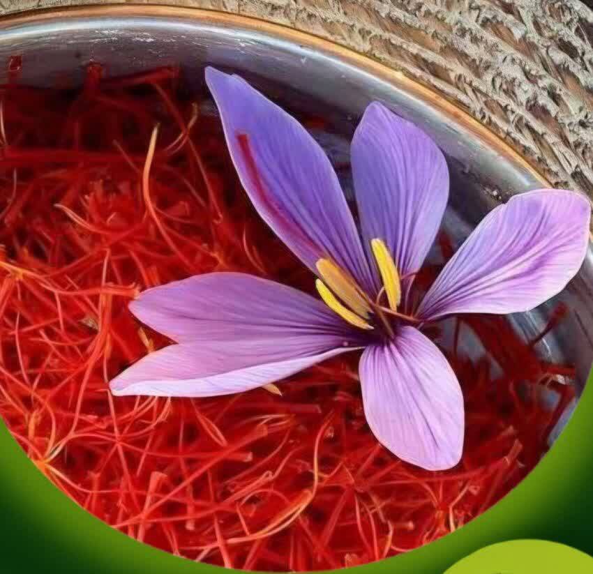 تولید دو تن طلای سرخ در ۶۵۰ هکتار از مزارع مینودشت