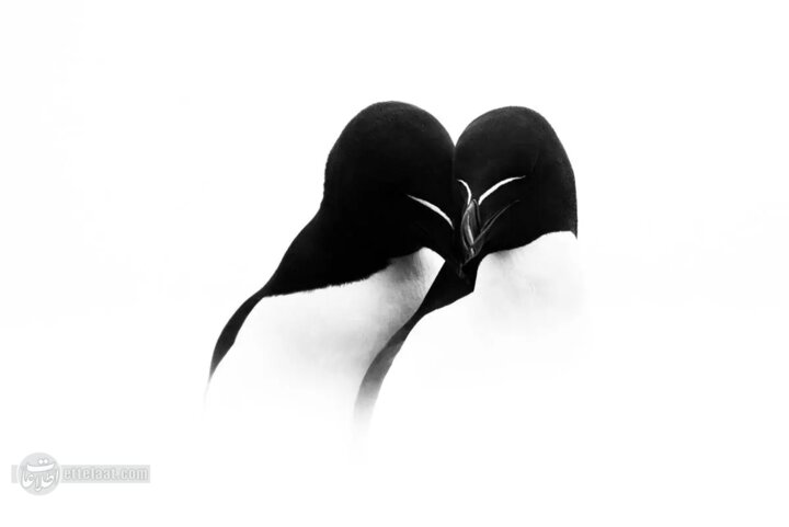 عکس اقیانوس
