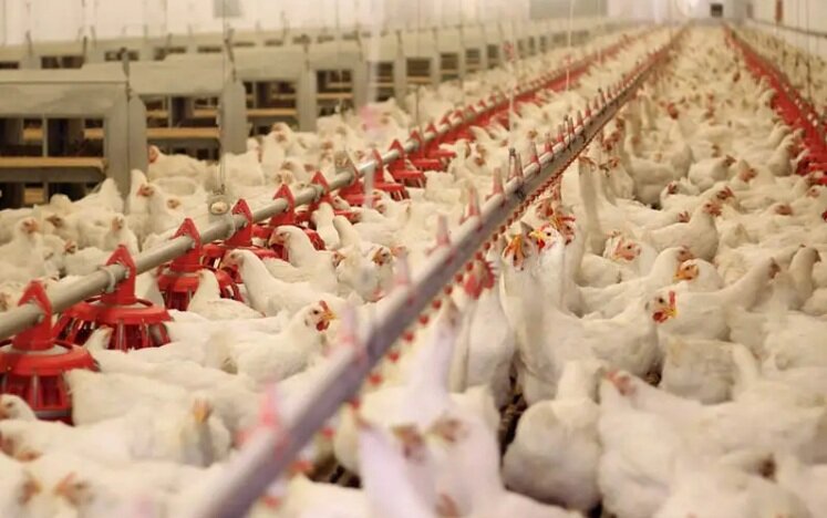آغاز واکسیناسیون ۲ میلیون و ۲۰۰ هزار قطعه طیور بومی در مازندران