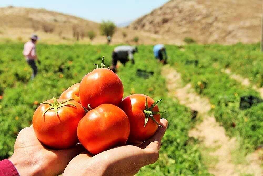 تجهیز ۹۰ درصد مزارع آذربایجان‌غربی به آبیاری نوین