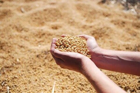 کشف بیش از ۲۶ تن سویای نامرغوب در کرمانشاه