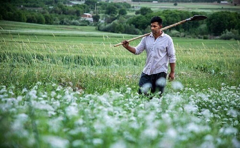 قطب تولید گشنیز ایران اسیر سوداگری دلالان
