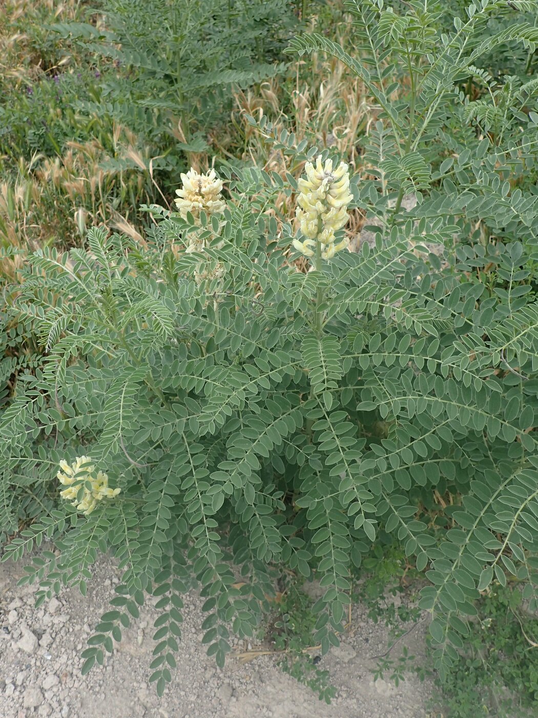 تلخ بیان، گیاهی سمی اما پرخاصیت