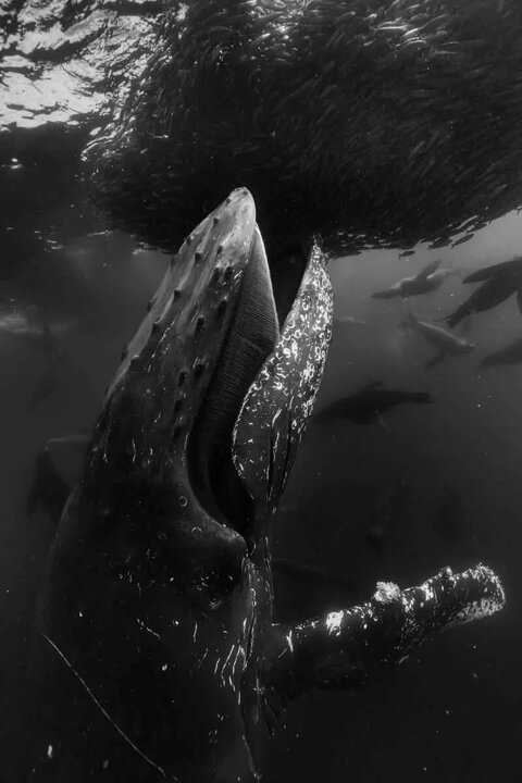 عکسهای سیاه و سفید جهان