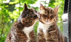 رمزگشایی از رفتار مرموز گربه‌ها