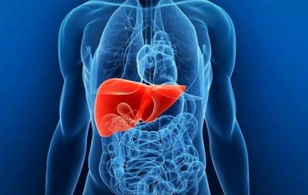 بهترین ادویه برای سلامت کبد