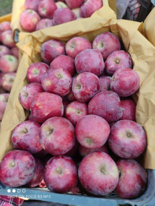 طعم تلخ سیب برای باغداران سمیرمی