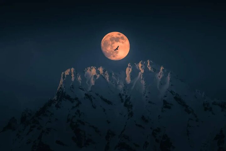 دنیای پرندگان