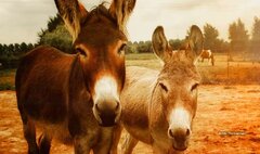 درسی که دانشمندان - برای یافتن آب در بیایان - از الاغ‌ها آموختند
