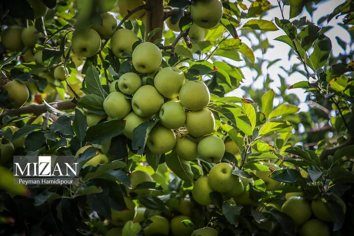 باغ سیب