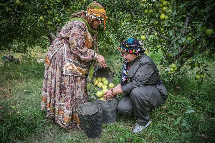 باغ سیب