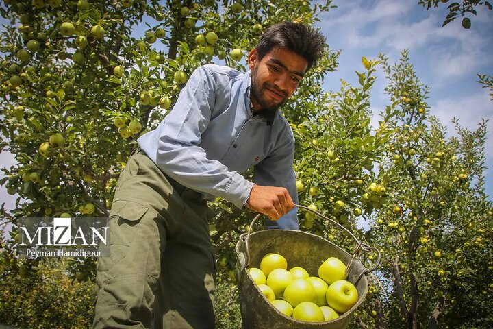 باغ سیب