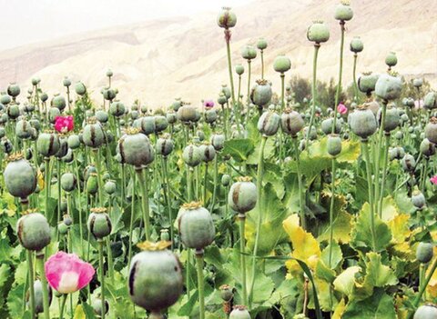 کشت گیاهان جایگزین خشخاش مجاز شد