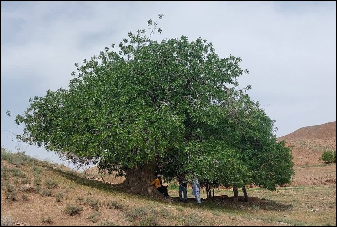 درخت پسته کهنسال در خراسان رضوی ثبت ملی شد