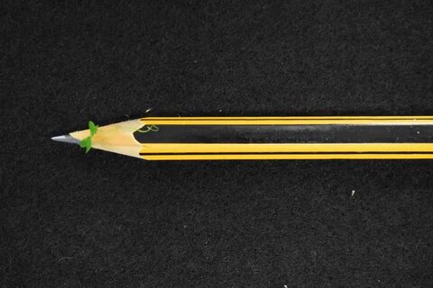 این گیاه، کوچکترین گیاه گلدار روی کره زمین است!
