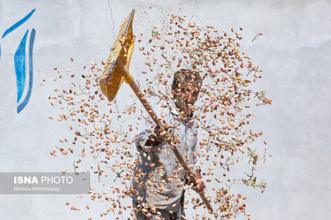 برداشت پسته در نیشابور