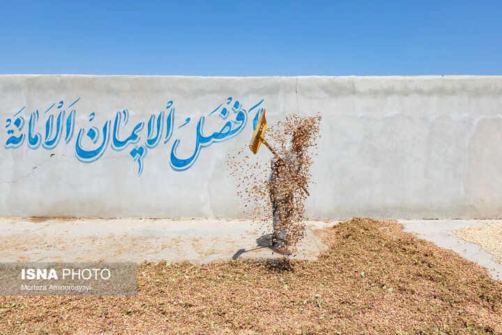 برداشت پسته - نیشابور