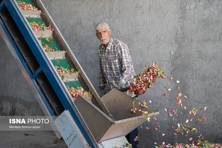 برداشت پسته - نیشابور